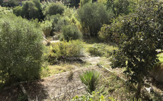 Terrain à la Vieille Montagne (Tanger)